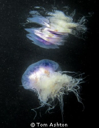 Taken while snorkelling at night in St Andrews Scotland.
... by Tom Ashton 